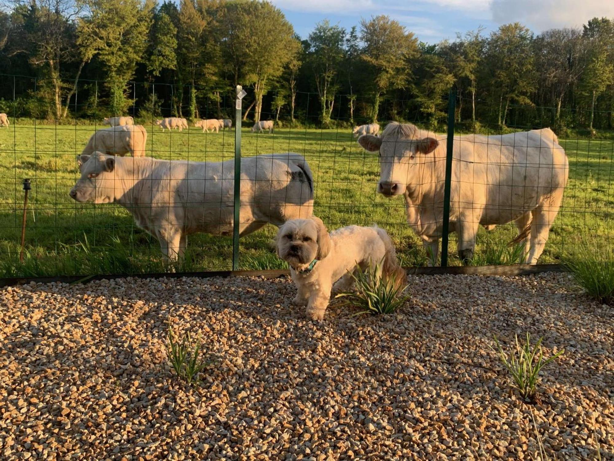 Brit Hotel Lannion-Perros Guirec Exteriér fotografie